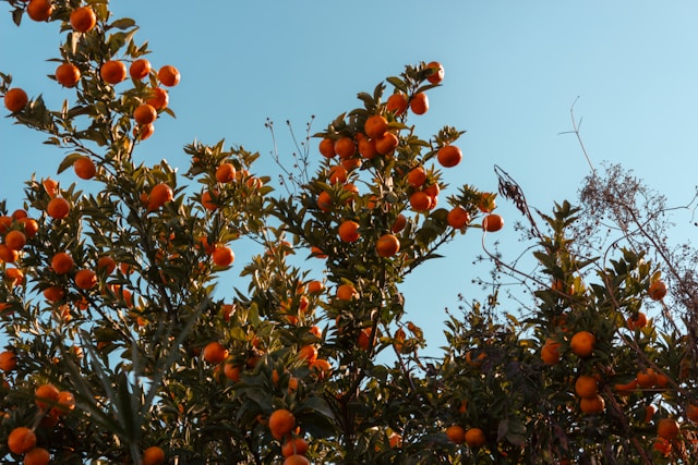 Why Citrus is Key to Nuevo León's Economy