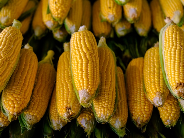 How Does the Global Corn Supply Affect Bajío Producers?