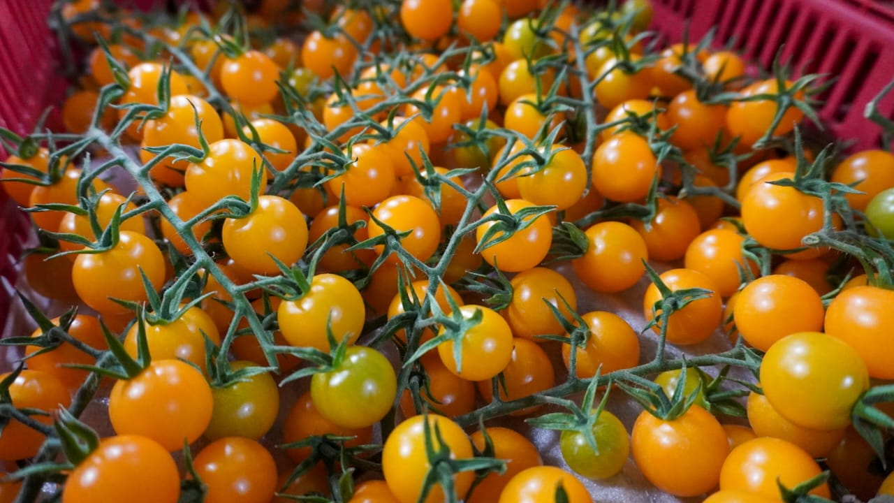 Potosino Agricultural Sector Breaks Production and Employment Records: Activities with the Greatest Impact