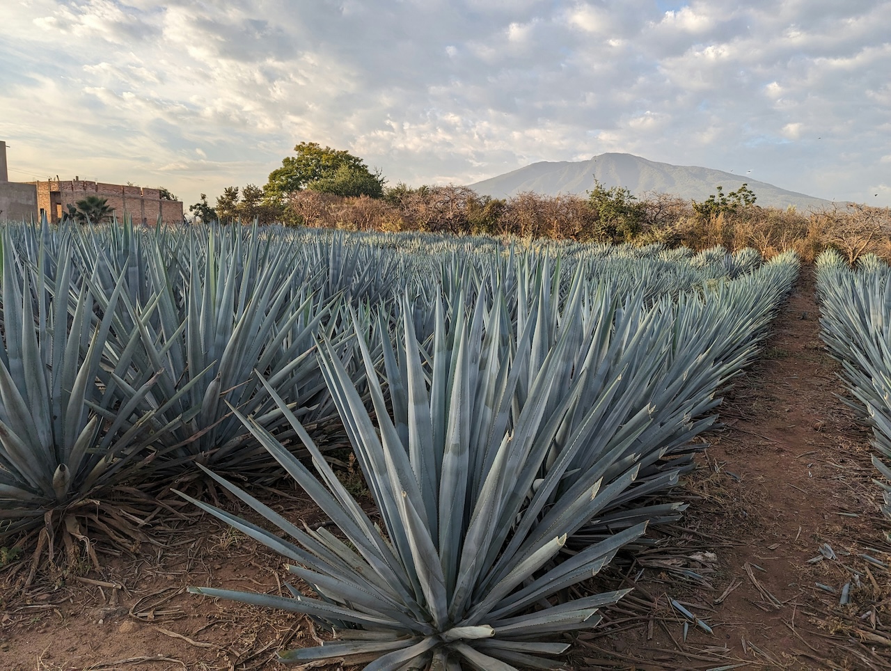 Tequila Production in 2025: CNIT Report