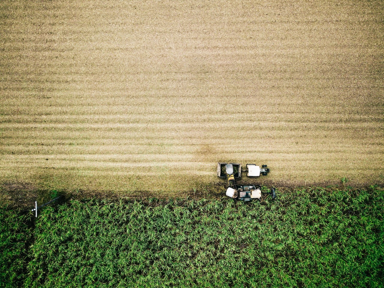 Mexico's Sugar Industry in 2026: An Exporting States Overview