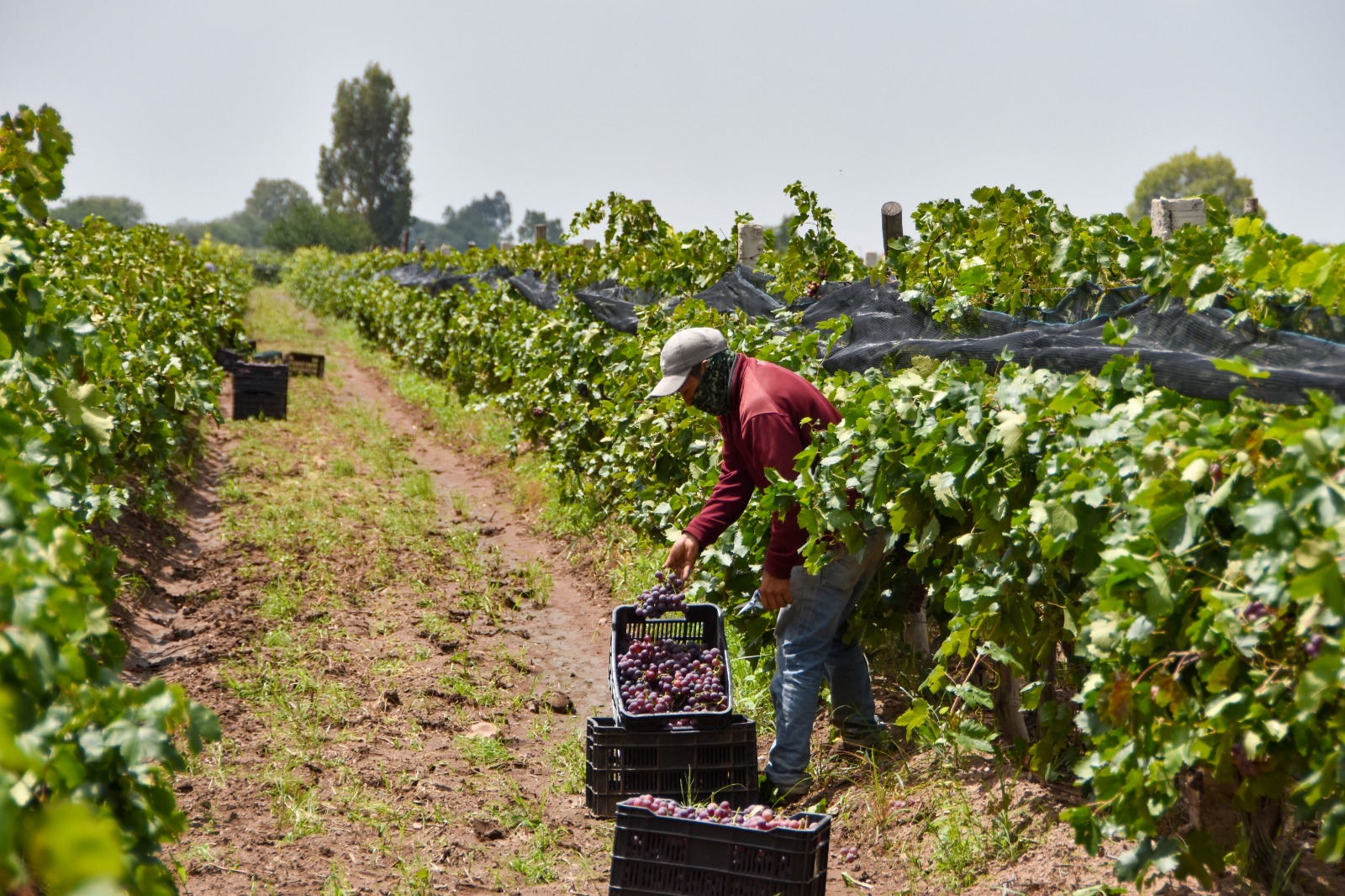 Aguascalientes Ranks Fifth in Grape Production in Mexico, Confirms Viticulture Council