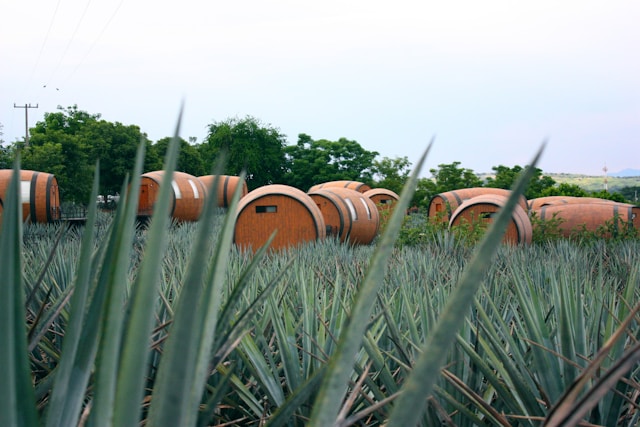 How Much Tequila Did Mexico Export in the First Half of 2026?