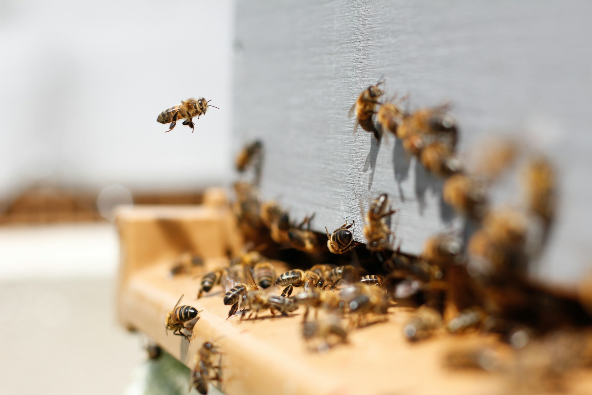 Querétaro Beekeeping Sector Expands: Adds 48 Apiaries and 832 Hives