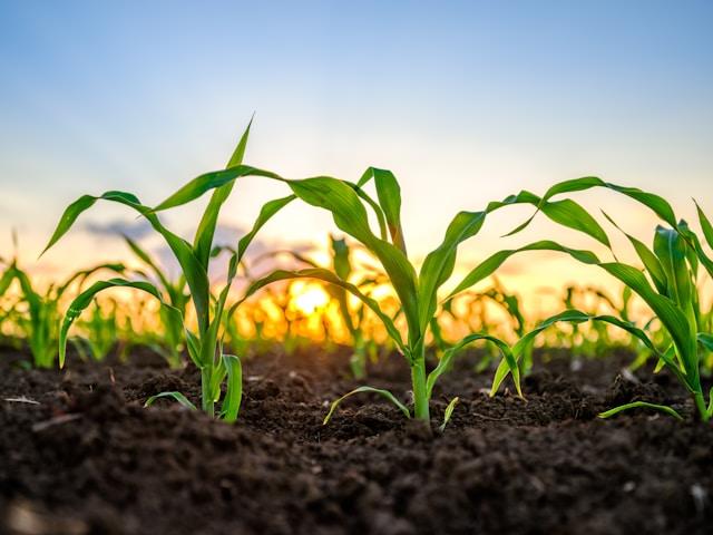 Jalisco Agroempresarial 2026: Dates, Requirements, and Key Participation Factors