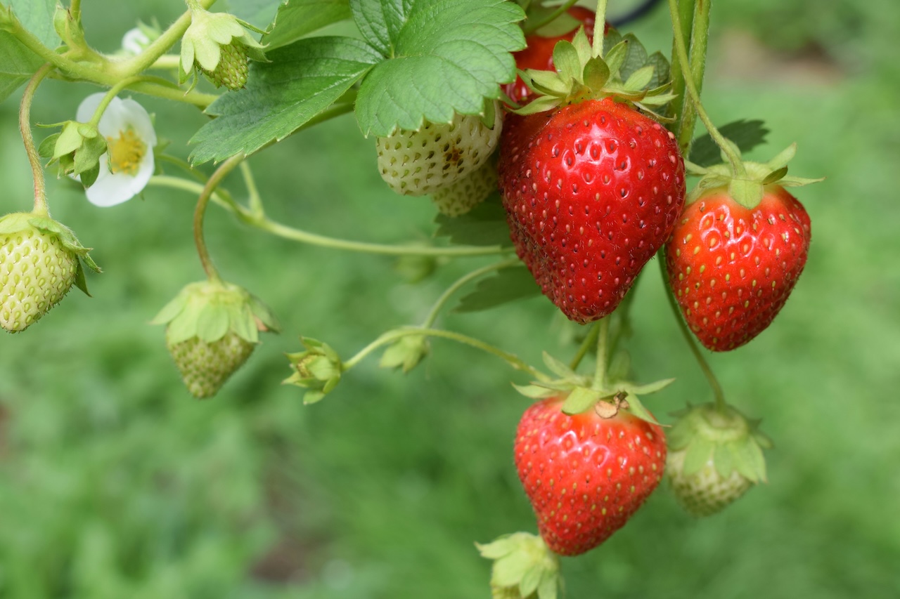 Mexican Strawberries Face Potential U.S. Anti-Dumping Measure: Impact on Producers