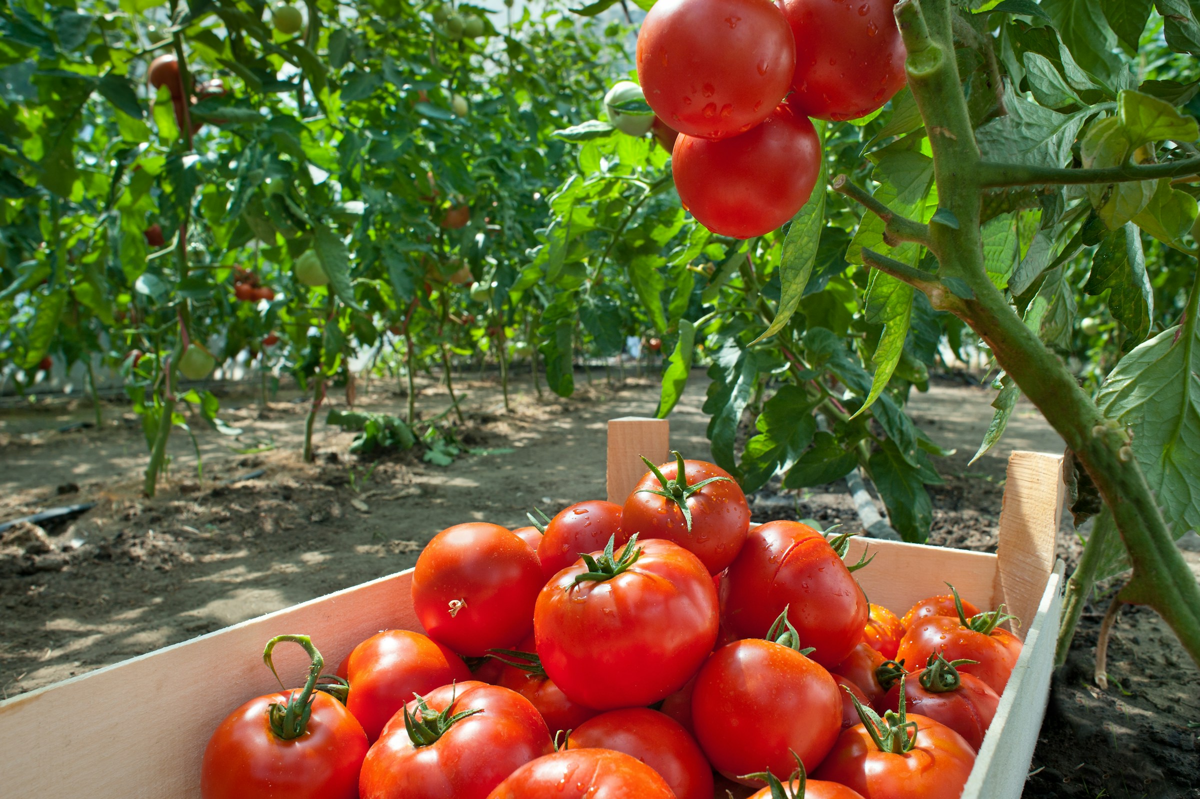 How the "Super Peso" Could Pressure San Luis Potosí's Agribusiness Exporters