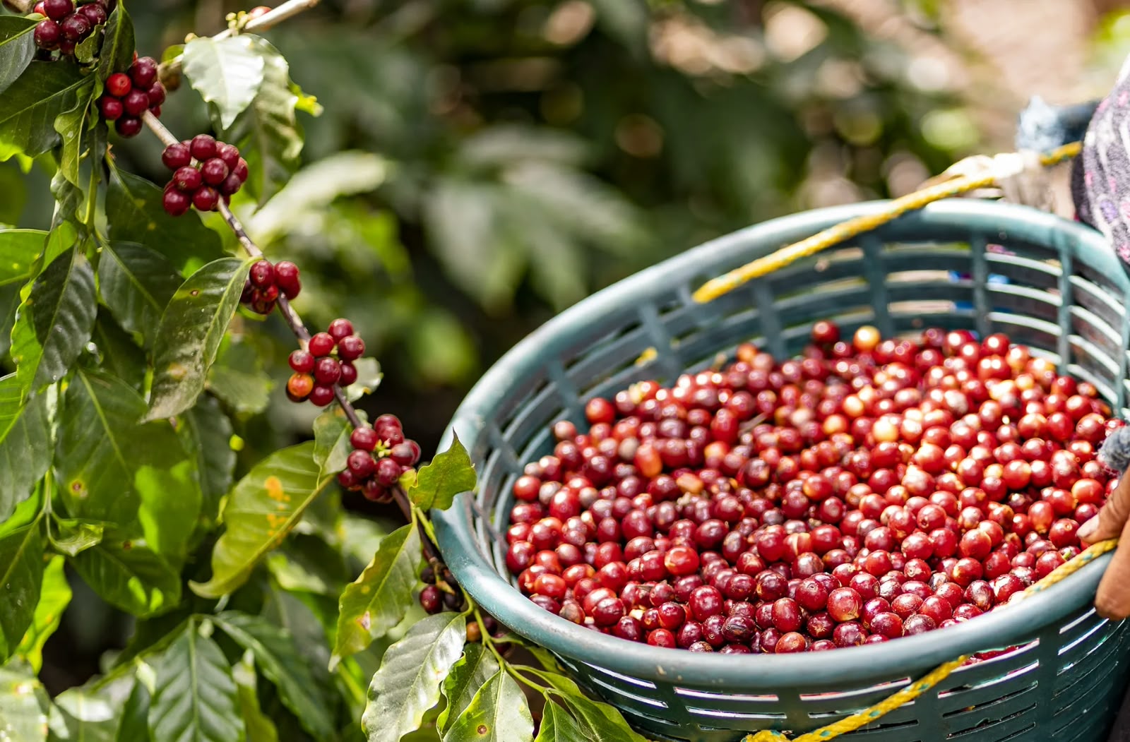 San Luis Potosí Ranks Eighth in Mexican Coffee Production